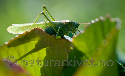 BB 10 0272 / Tettigonia viridissima / Grønn løvgresshoppe